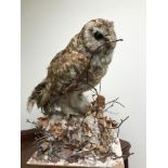 Antique taxidermy owl