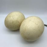 Two large ostrich eggs, one has a string attached