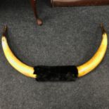 A Large pair of bull horns.