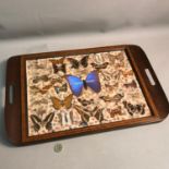 Edwardian inlaid serving tray designed with Butterflies under a piece of glass, Measures 51.5x34cm