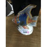 Royal Crown Derby Pacific Angel Fish an exclusive limited edition 877/2500, Gold button and box.