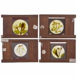 4 Lantern Slides with Original Plant Preparations, c. 1880England, wood frame 4 1/3 x 6 ¾ in., Ø 2 ¾