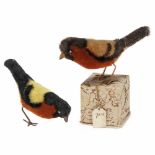 2 Bird Prototypes from Schuco Product Development, c. 1935Multi-colored mohair, metal beaks and