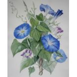 Ann Fraser (20th century English School)'Ipomaea Tricolor - Heavenly Blue'Watercolour Signed and