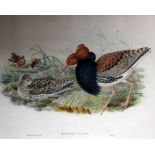 After Mark Catesby (1679-1749)'Turdus Flavus'Copper plate engravings of fishInitialled lower