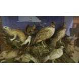 A Large Taxidermy Rodent and Bird Display, To include a Partridge, Hare, etc, 10 in total, raised on