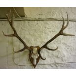 A Set of Twelve Point Wall Mounting Antlers, Raised on a shield shaped plinth, 104cm wide
