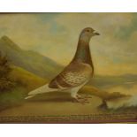 Andrew Beer (1862-1954) "Red Cheq Cock" Prize Racing Pigeon Oil on Canvas, dated 1937, winning