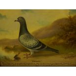 Andrew Beer (1862-1954) "Patience" Blue Cheq Cock Prize Racing Pigeon Oil on Canvas, dated 1931,