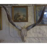 Taxidermy- A Set of Large Wall Mounting Ugandan Horns and Skull, 125cm high