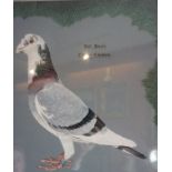 Audrey Lawrence Johnson "Jeff Horns Charter Chieftan" Racing Pigeon Watercolour, signed to centre,