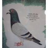 Audrey Lawrence Johnson "Charter my Way" 1st Open Scottish National, Sartilly 1993, Racing Pigeon