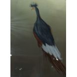 "Portrait of a Crane Bird" A Pair of Watercolours, 20th century, 73.5cm x 53.5cm, in gilt frames, (