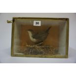 A Taxidermy Bird, In a glazed display case, 17.5cm high, 26cm wide