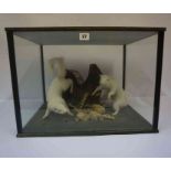 Two Taxidermy Albino Squirrels, Enclosed in a glazed display case, 37cm high, 52cm wide, 42cm deep