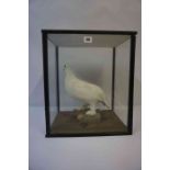 A Taxidermy Ptarmigan in Winter Plumage, Enclosed in a glazed display case, 42cm high, 36.5cm
