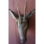 A Taxidermy Roe Deer Head, 34cm high, raised on a wall mounting plinth