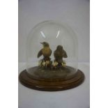 A Bird Group Ornament, 12cm high, raised on a fixed circular stand, with glass dome cover