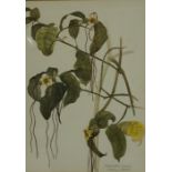 Kathleen Russell "Floral Study of Strophanthus Preussu" Watercolour, signed in pencil lower right,