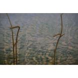Anne Jope (Born 1945) "Swan Reeds" Signed Limited Edition Print, signed in pencil