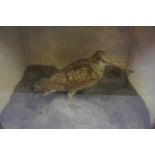 Taxidermy Bird in Display Case,