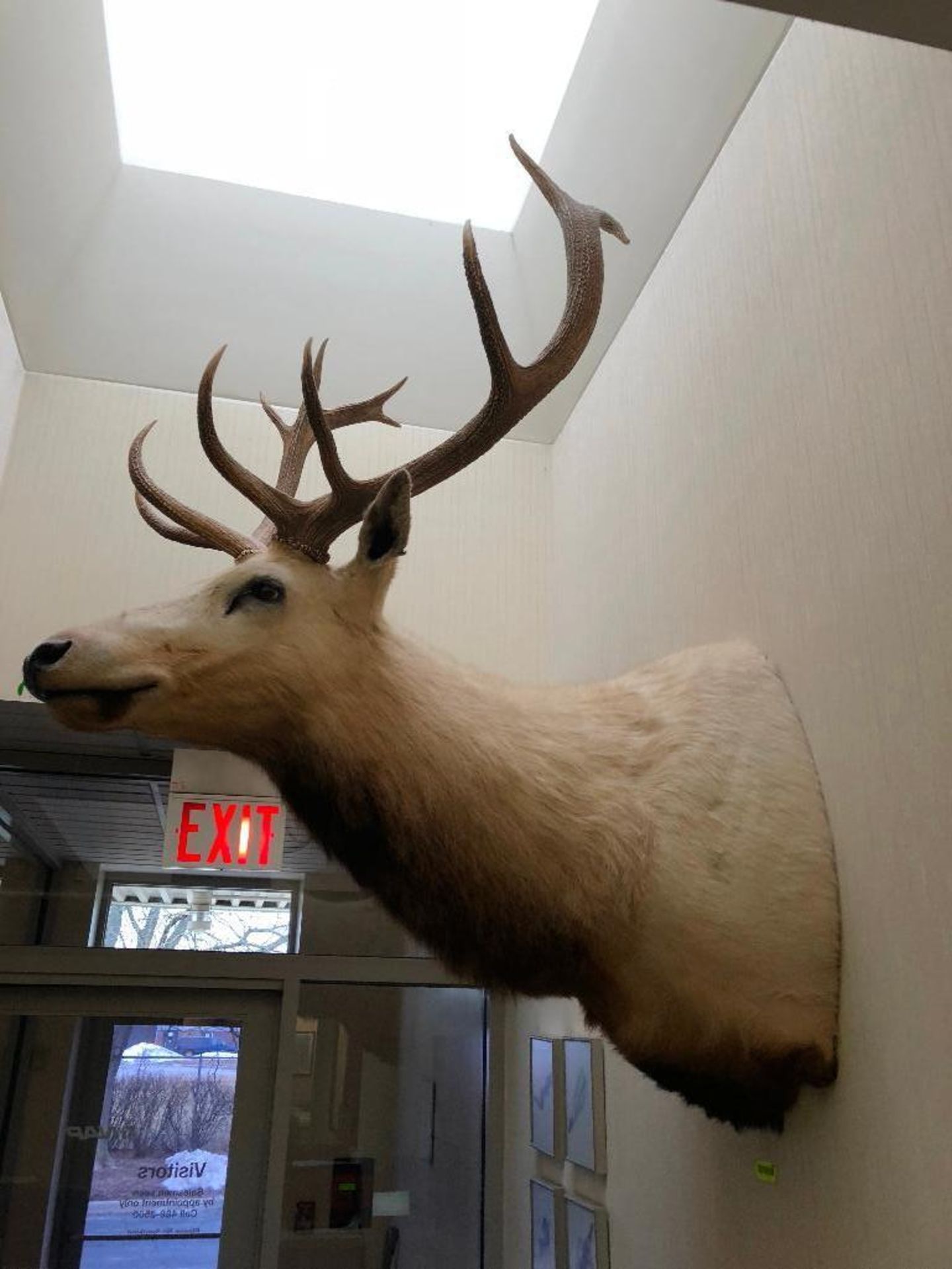 DESCRIPTION: LARGE MOUNTED ELK HEAD W/ ANTLERS LOCATION: FRONT OFFICE QTY: 1