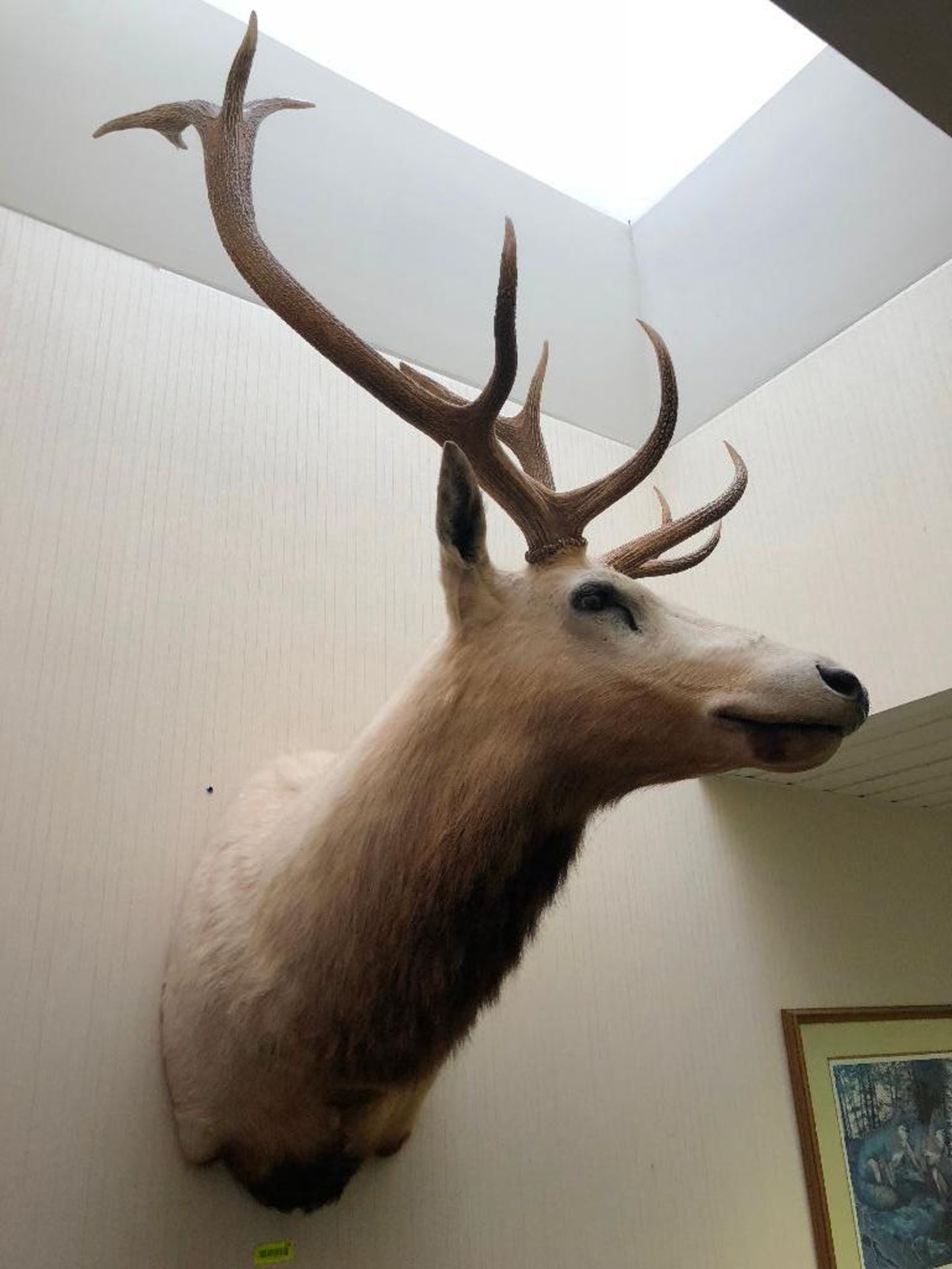 DESCRIPTION: LARGE MOUNTED ELK HEAD W/ ANTLERS LOCATION: FRONT OFFICE QTY: 1 - Image 2 of 3