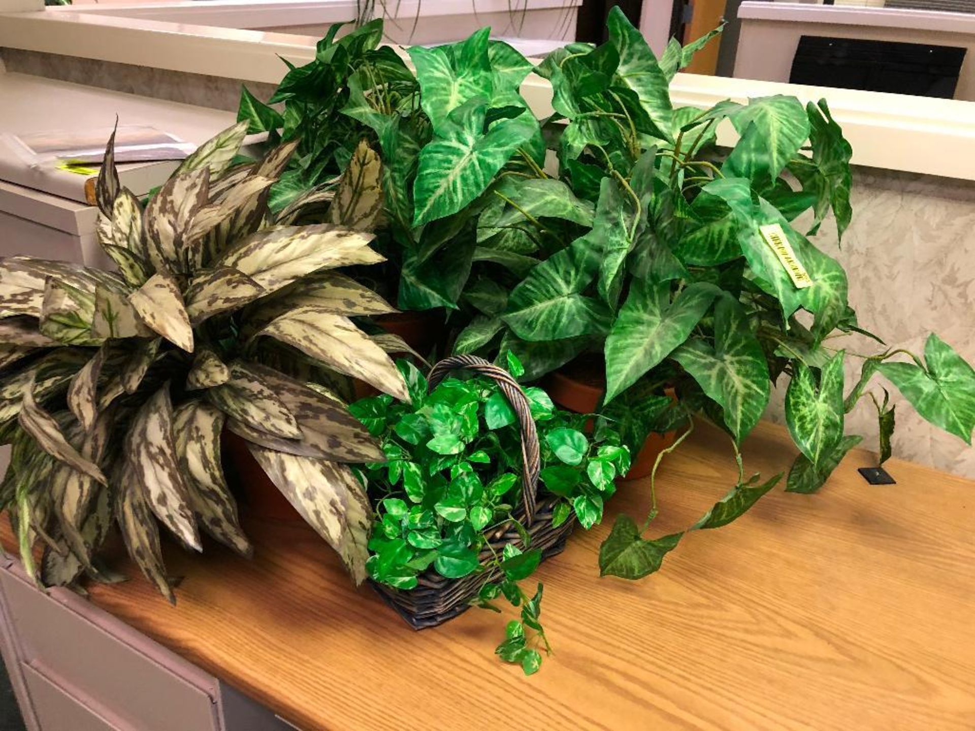 DESCRIPTION: (3) ASSORTED PLASTIC PLANTS LOCATION: OFFICE THIS LOT IS: ONE MONEY QTY: 1 - Image 2 of 2