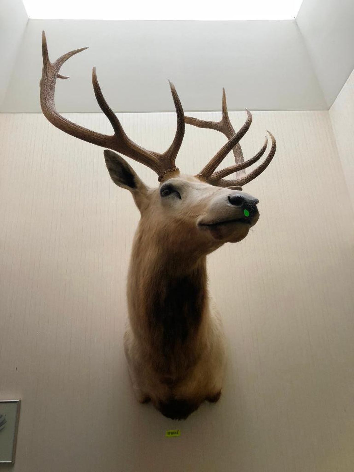 DESCRIPTION: LARGE MOUNTED ELK HEAD W/ ANTLERS LOCATION: FRONT OFFICE QTY: 1 - Image 3 of 3