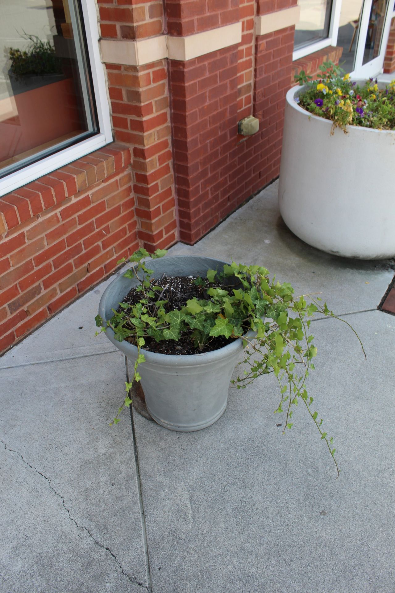 (2) Large Potted Plants In Entry - Bild 2 aus 2