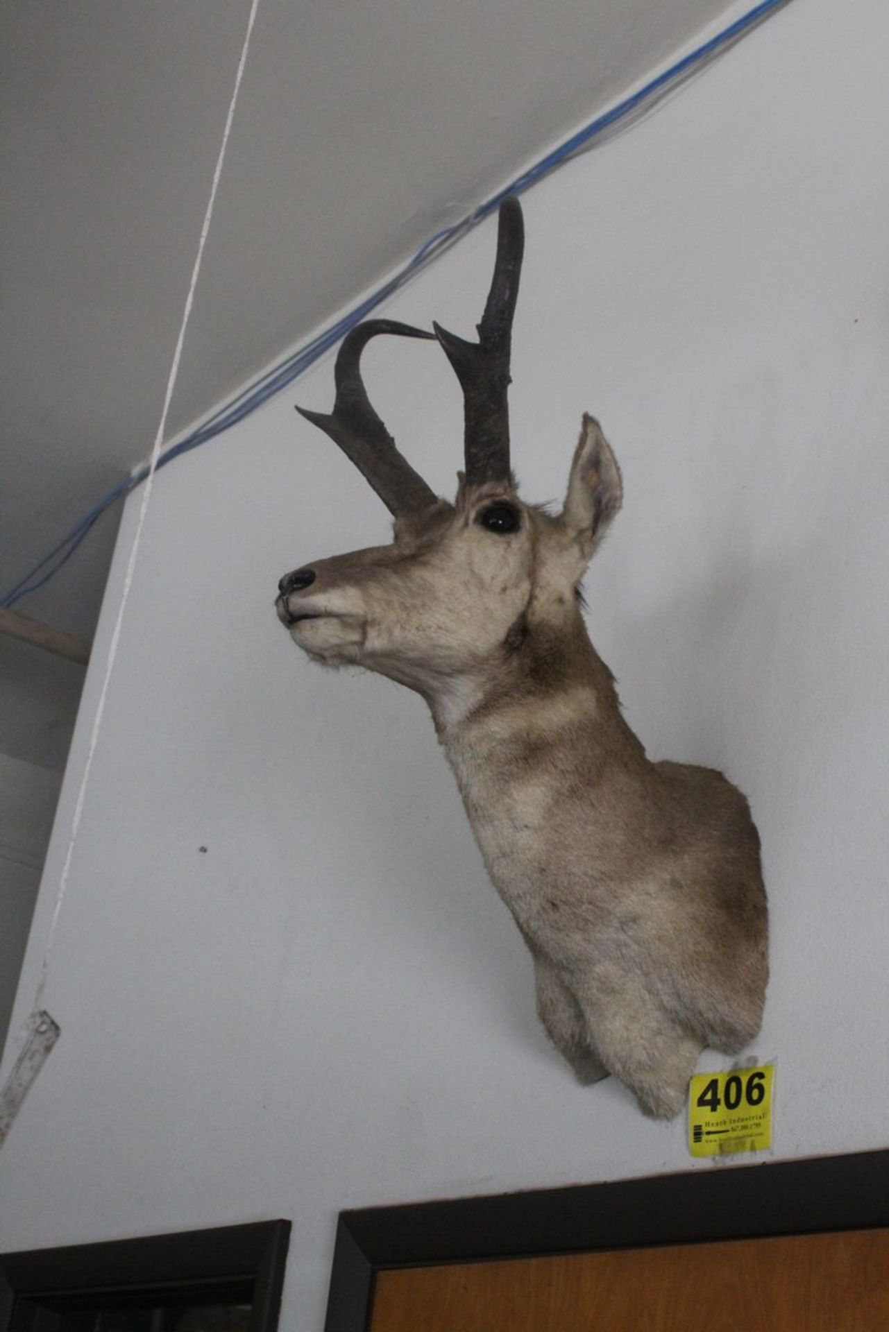 MOUNTED ANTELOPE HEAD