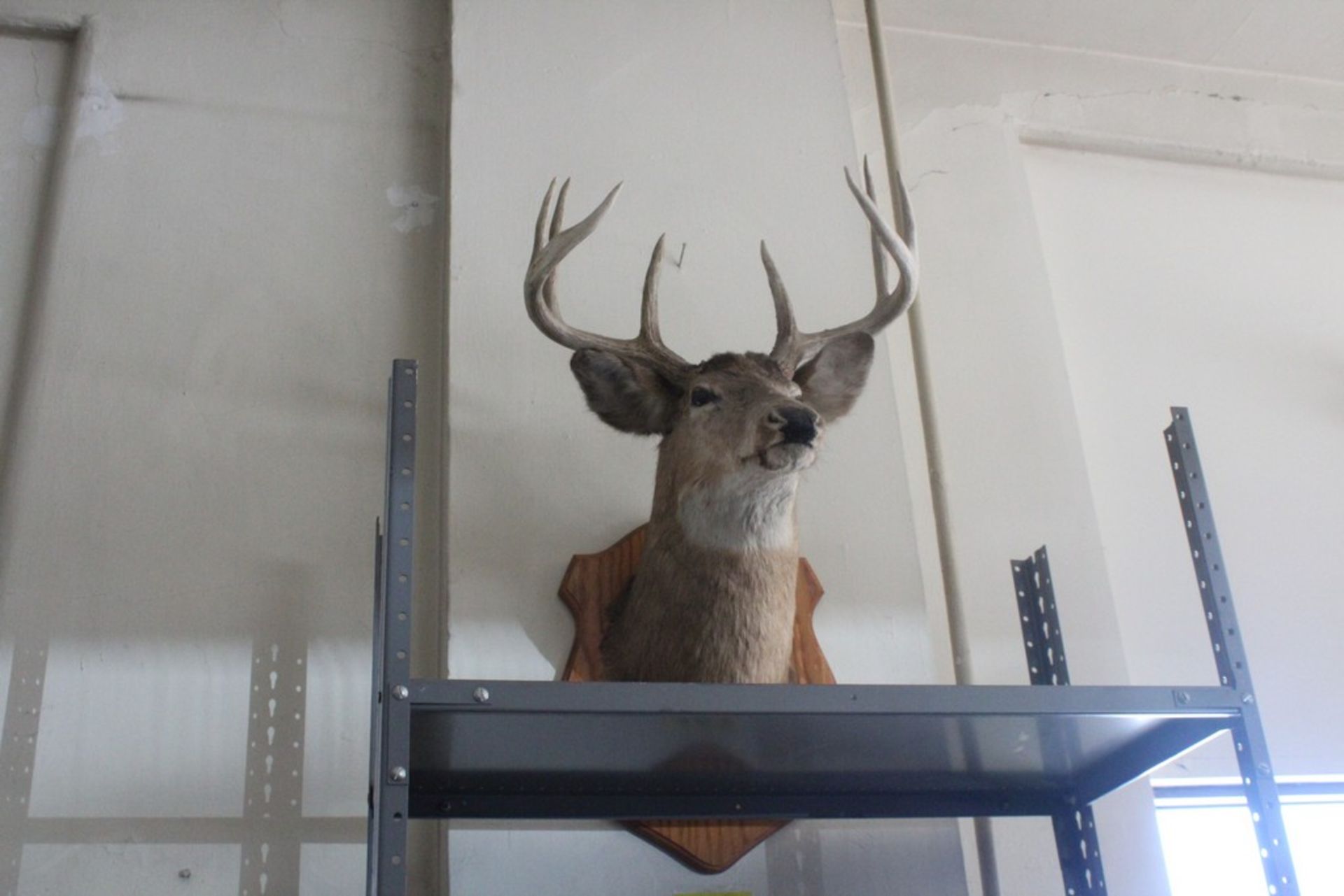 MOUNTED 8 POINT BUCK