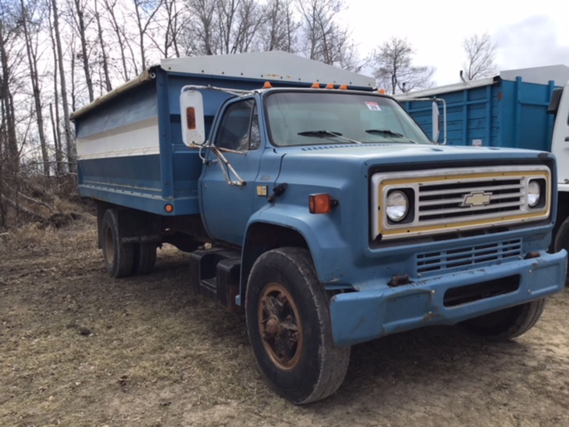 1981 Chev C-60 S/A Grain Truck w/16' Steel Box, scissor Hoist, Roll Tarp, SN 1GBL7D1BXBV117272 - Image 2 of 6