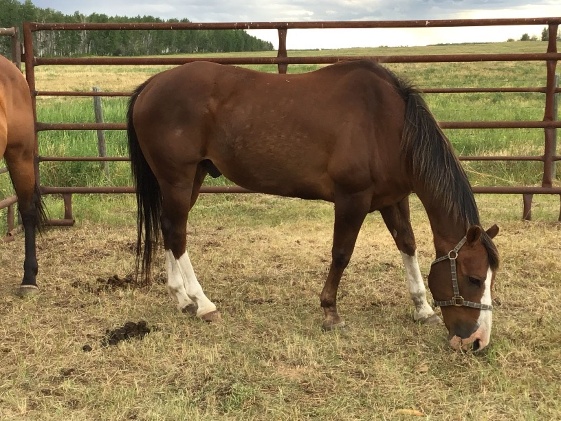 +/- 18yr Old Gelding