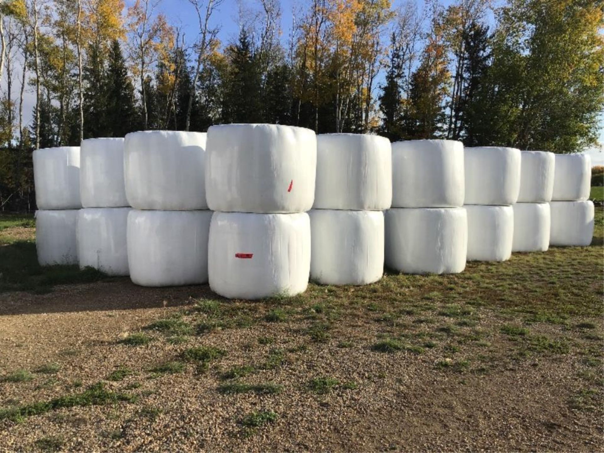 Alfalfa Silage Bale