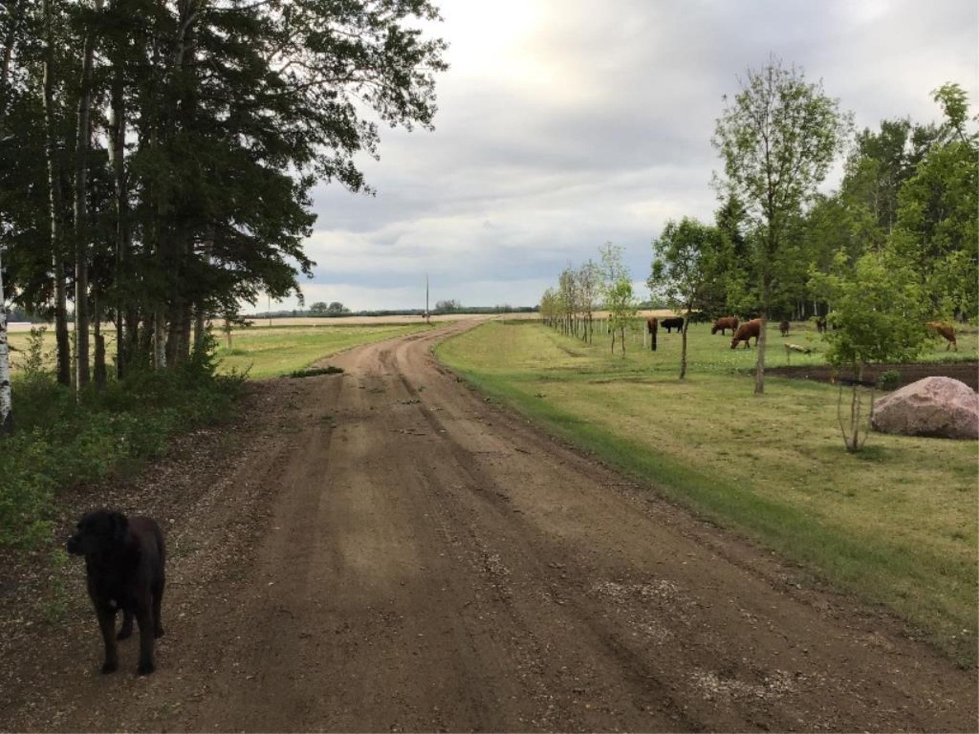 140.15 Acre Portion of Subdivided NE-22-105-14-W5M 102 Cult Acres, Remaining in Fence, Bush & - Image 9 of 39