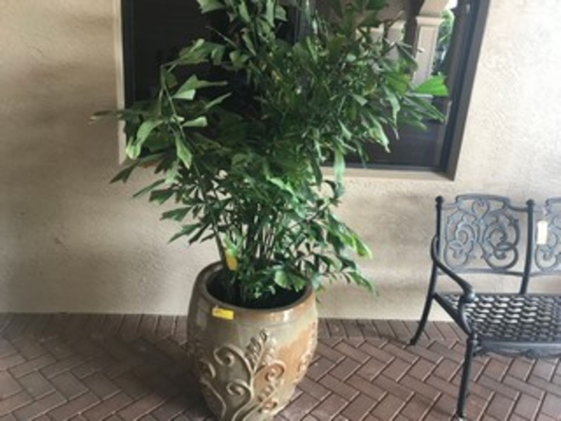 6' BUSH IN TAN PLANTER