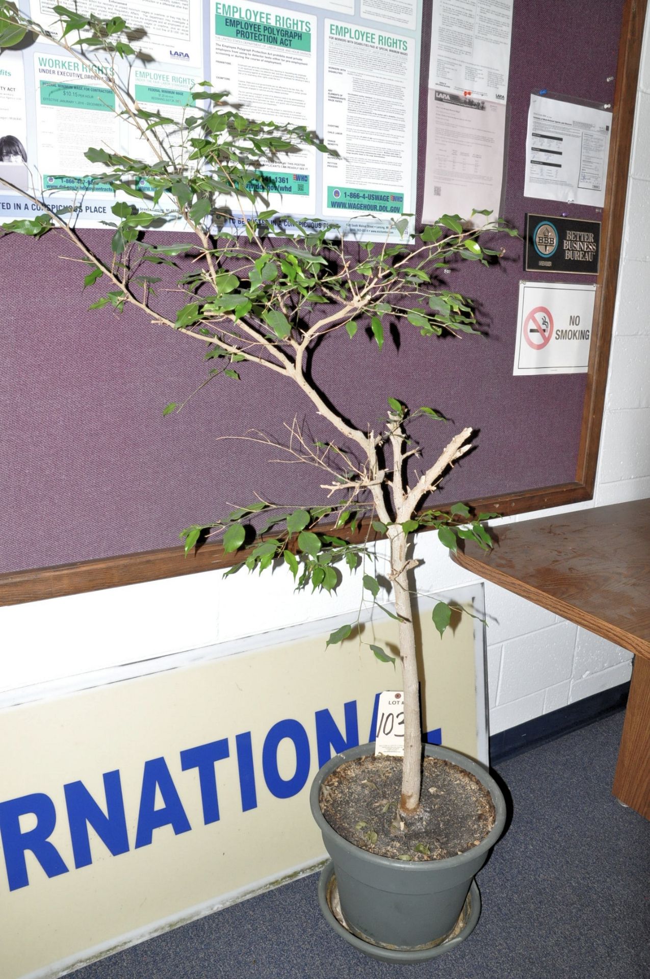 Lot-(4) Plants in Reception Area - Image 2 of 2