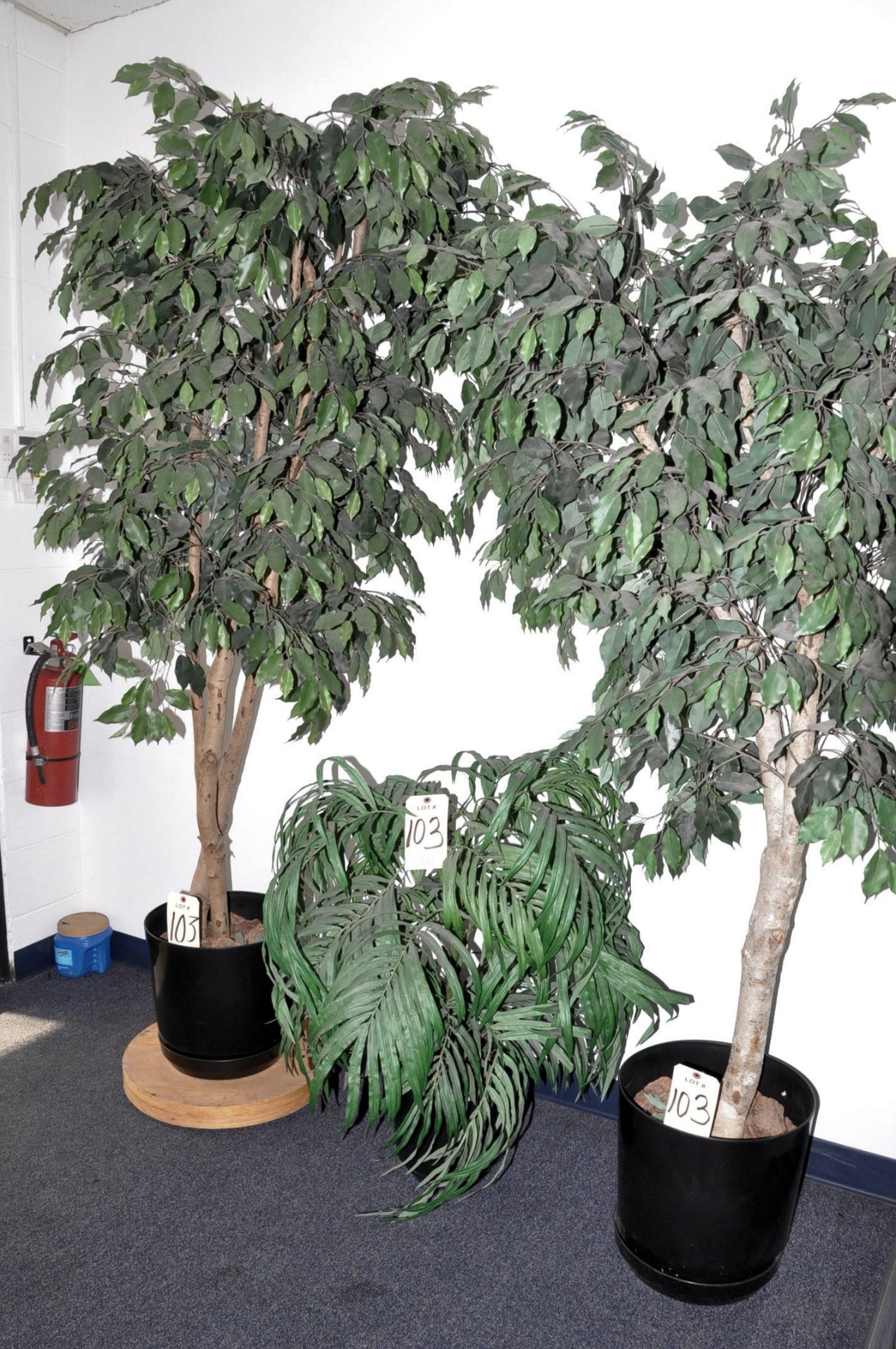 Lot-(4) Plants in Reception Area