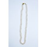 Row of uniform cultured pearls, with 18ct yellow gold bead clasp, 42 cms long.