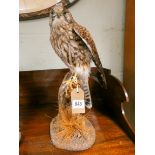 A taxidermy Merlin standing on a branch