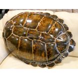 A large turtle shell,
