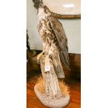 A taxidermy buzzard standing on branch