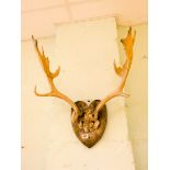 A set of mounted deer antlers