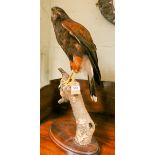 A taxidermy Harris Hawk standing on branch