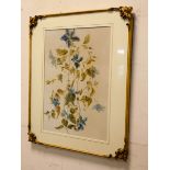 A still life water colour of a Clematis in a Victorian gilt frame,