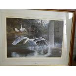 Dorothea Hyde signed limited edition print of swan alighting number 232/850