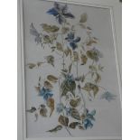 Still life watercolour of Clematis in a Victorian gilt frame,