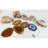 A collection of Victorian and later carved seashells,