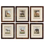 6 "Histoire Naturelle" Animal Engravings